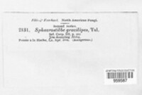 Nectria gracilipes image